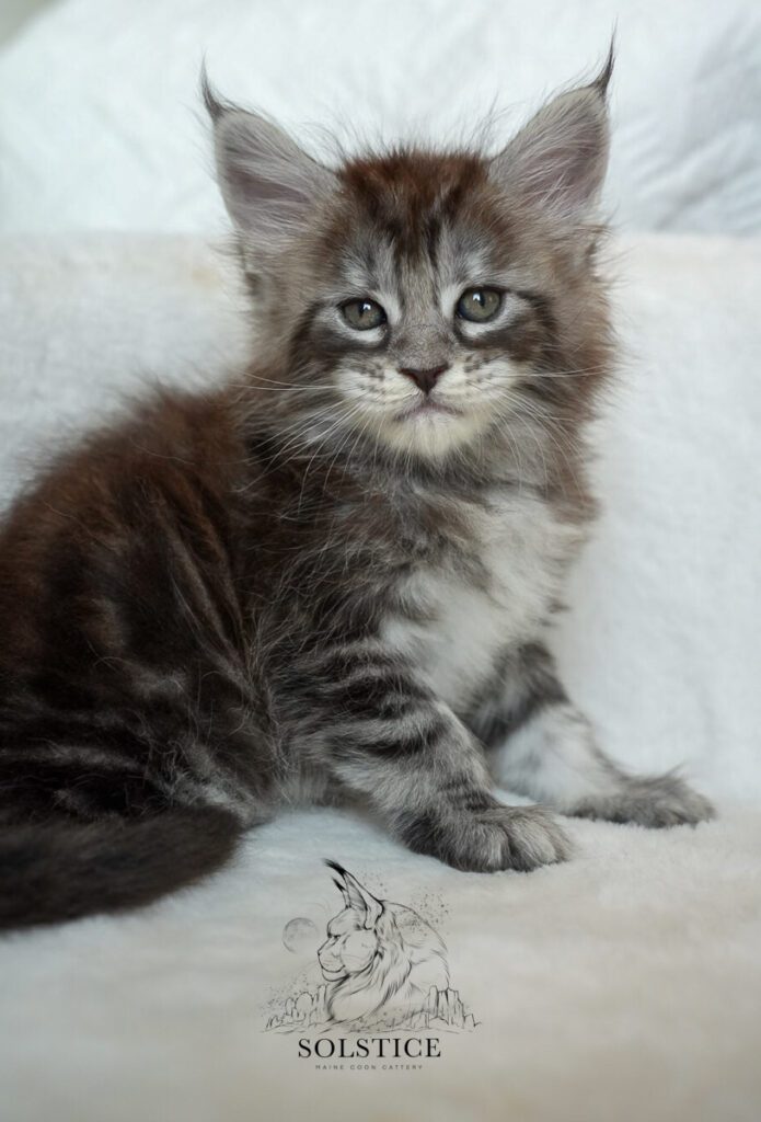 Copper, a five-week-old black silver classic tabby female Maine Coon kitten at Solstice Maine Coons