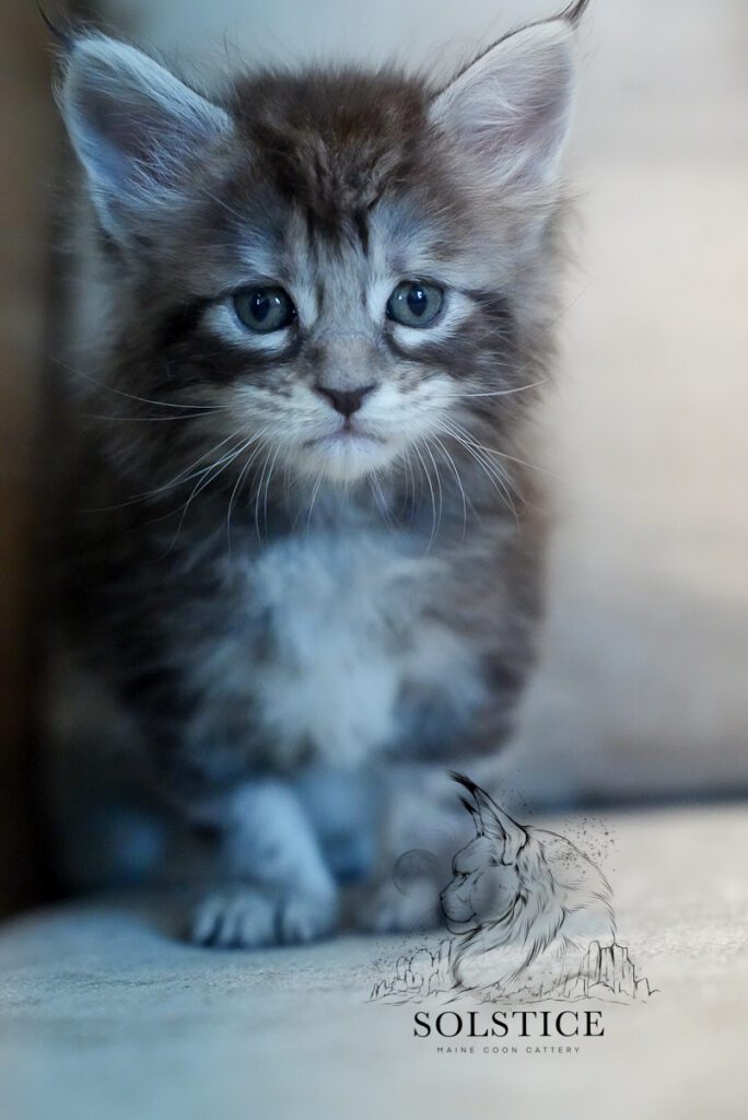 Copper, a black silver ticked tabby Maine Coon kitten at 4 weeks old