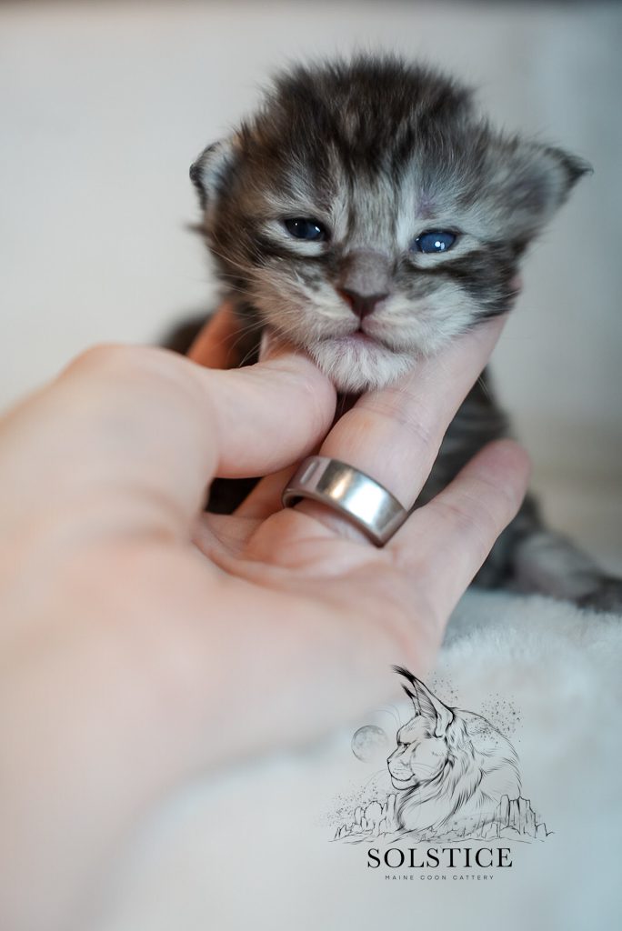 Copper, a black silver ticked tabby female Maine Coon kitten from the Elements Litter at Solstice Maine Coons in Arizona.
