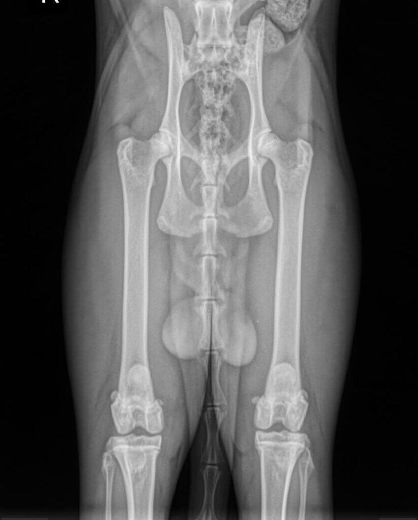 Gus Maine Coon PawPeds hip X-ray