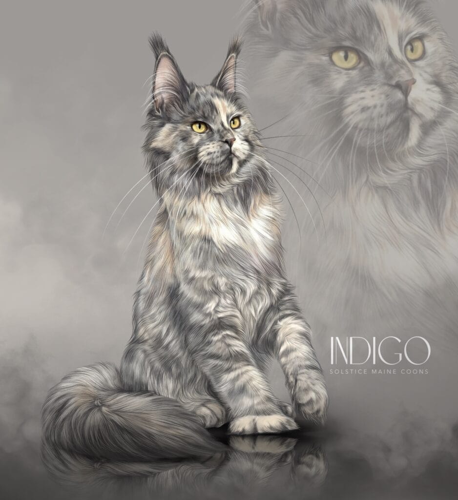 Indigo, a blue smoke tortie Maine Coon queen at Solstice Maine Coons