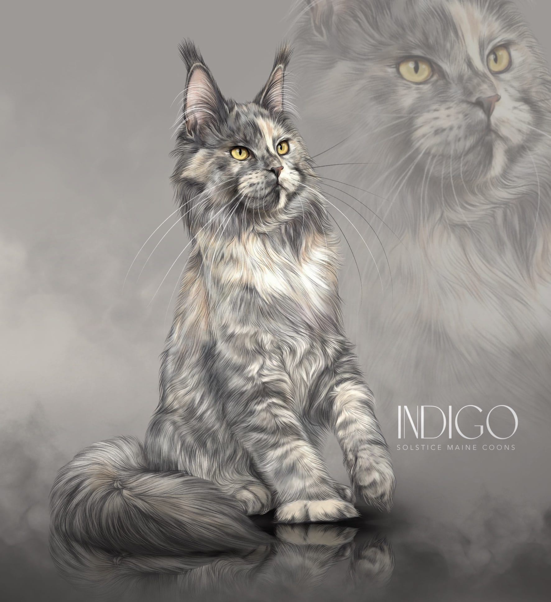 Maine Coon Litters indigo blue smoke tortie maine coon queen