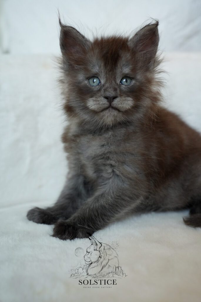 Iridium, a five-week-old black smoke female Maine Coon kitten at Solstice Maine Coons in Arizona