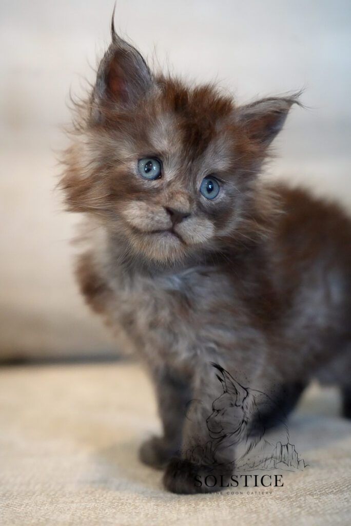 Iridium, a black smoke female Maine Coon kitten at 4 weeks old