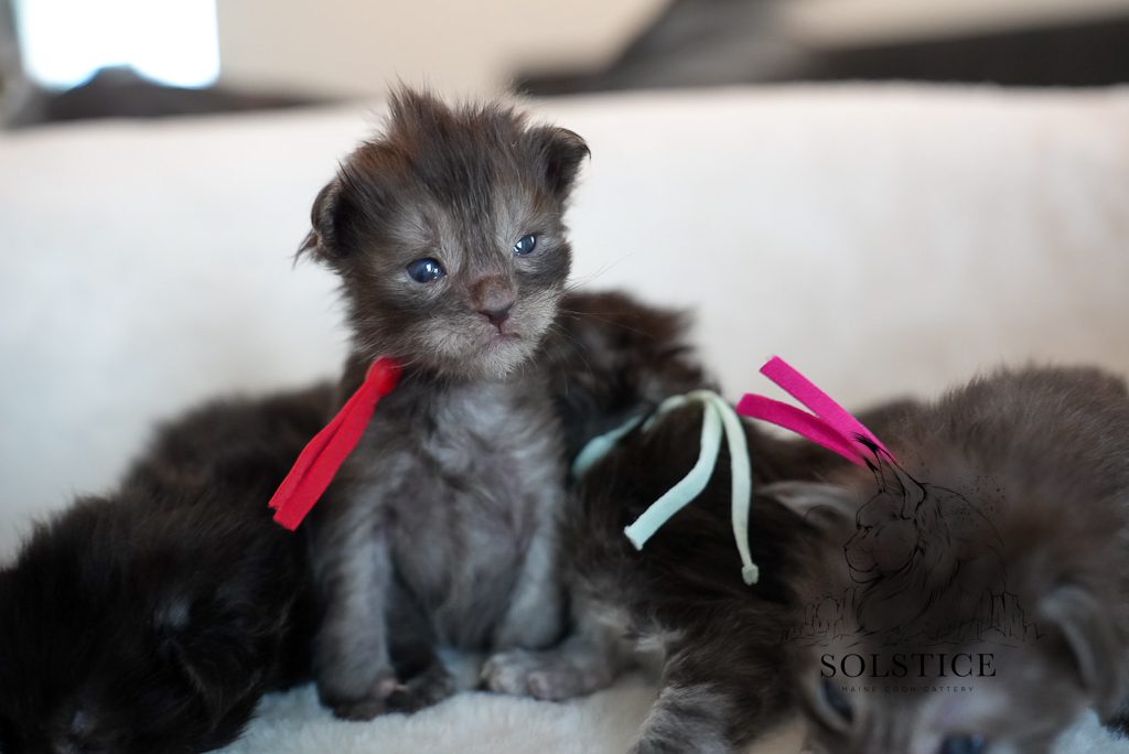 Iridium, a black smoke female Maine Coon kitten from the Elements Litter at Solstice Maine Coons in Arizona.