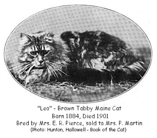 Historic photograph of Leo, a Maine Coon born in 1884.