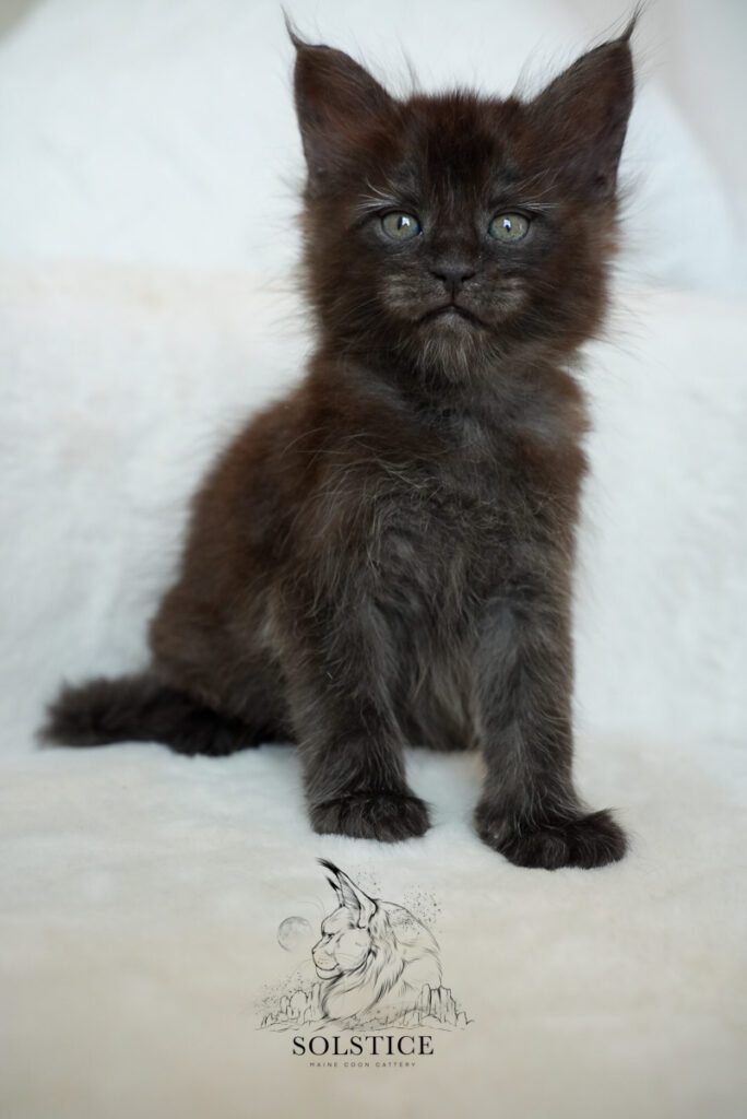 Mercury, a five-week-old black smoke female Maine Coon kitten at Solstice Maine Coons in Arizona