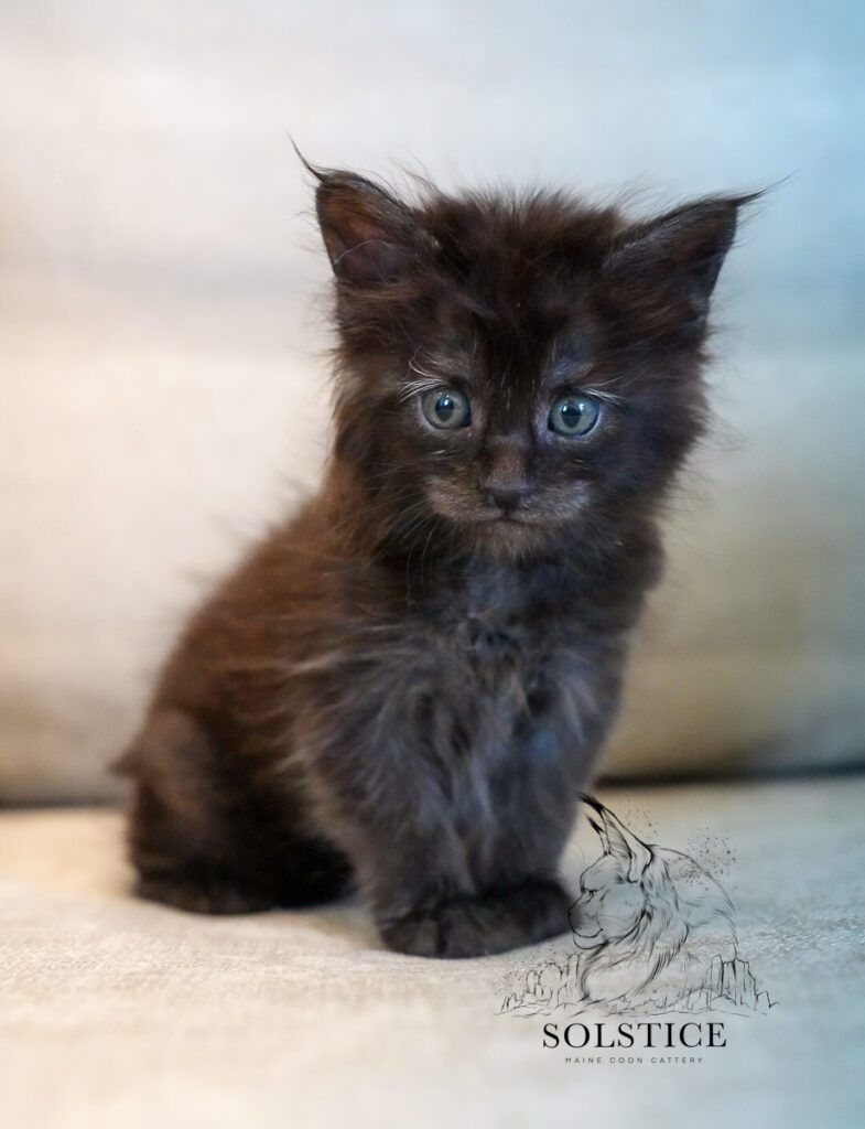 Mercury, a black smoke female Maine Coon kitten at 4 weeks old