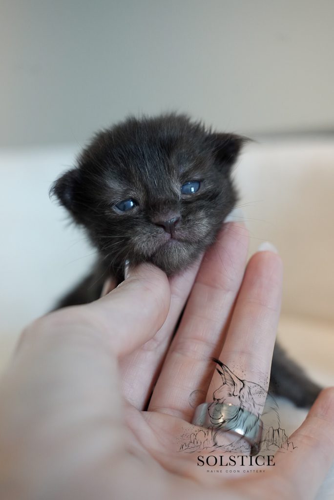 Mercury, a black smoke female Maine Coon kitten from the Elements Litter at Solstice Maine Coons in Arizona.