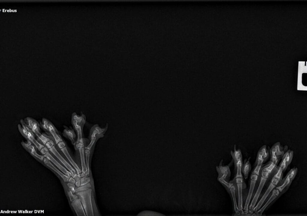 X-ray of Erebus, a polydactyl Maine Coon with 29 toes, showing multiple extra digits on the front paws.