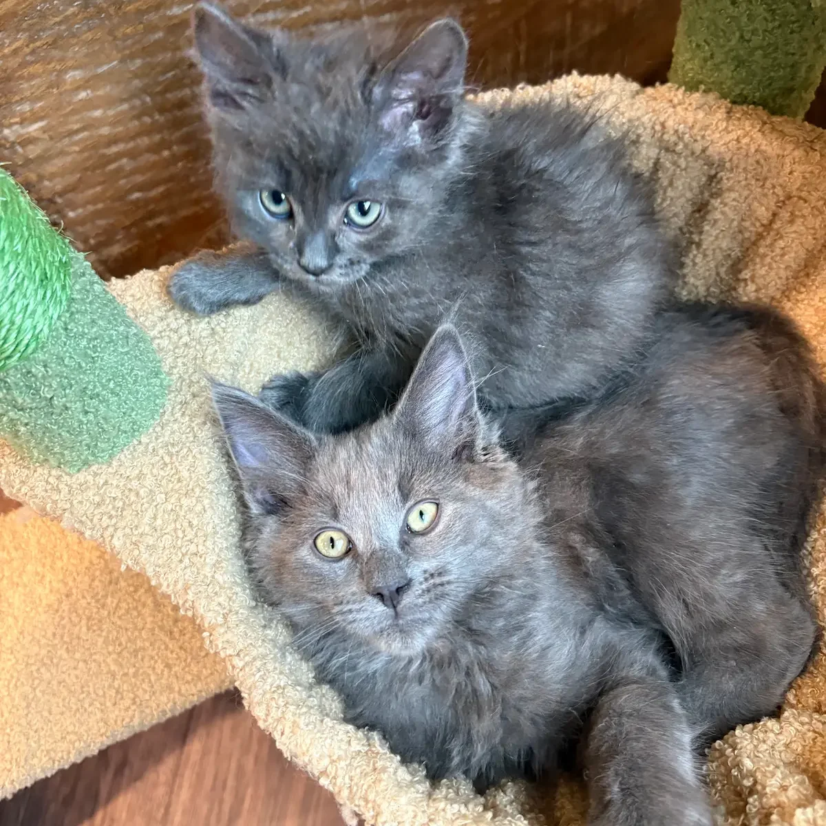 Two Ragdoll Maine Coon mix kittens from the crossbred litter produced at Solstice