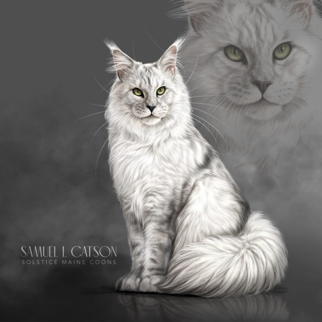 Illustration of Samuel L Catson, a black smoke Maine Coon sire at Solstice Maine Coons in Arizona