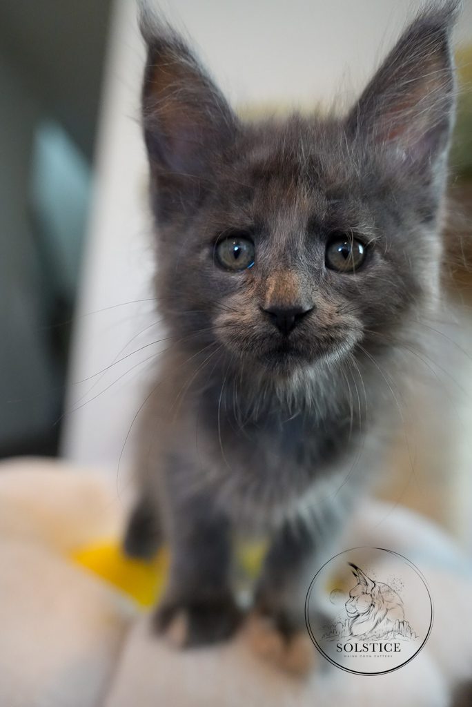 Solstice Maine Coons in Queen Creek, Arizona