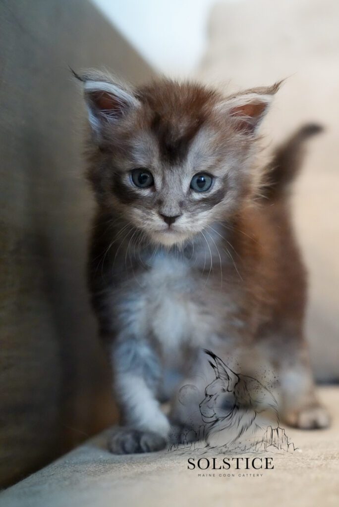 Tungsten, a black smoke Maine Coon kitten at 4 weeks old