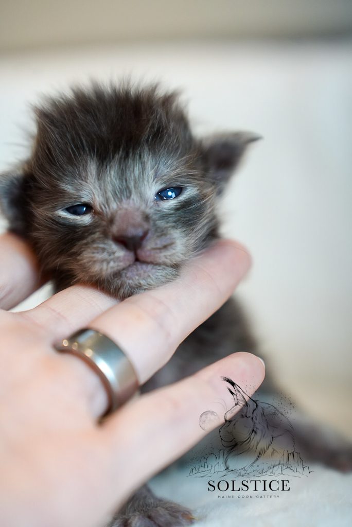 Tungsten, a black smoke male Maine Coon kitten from the Elements Litter at Solstice Maine Coons in Arizona.
