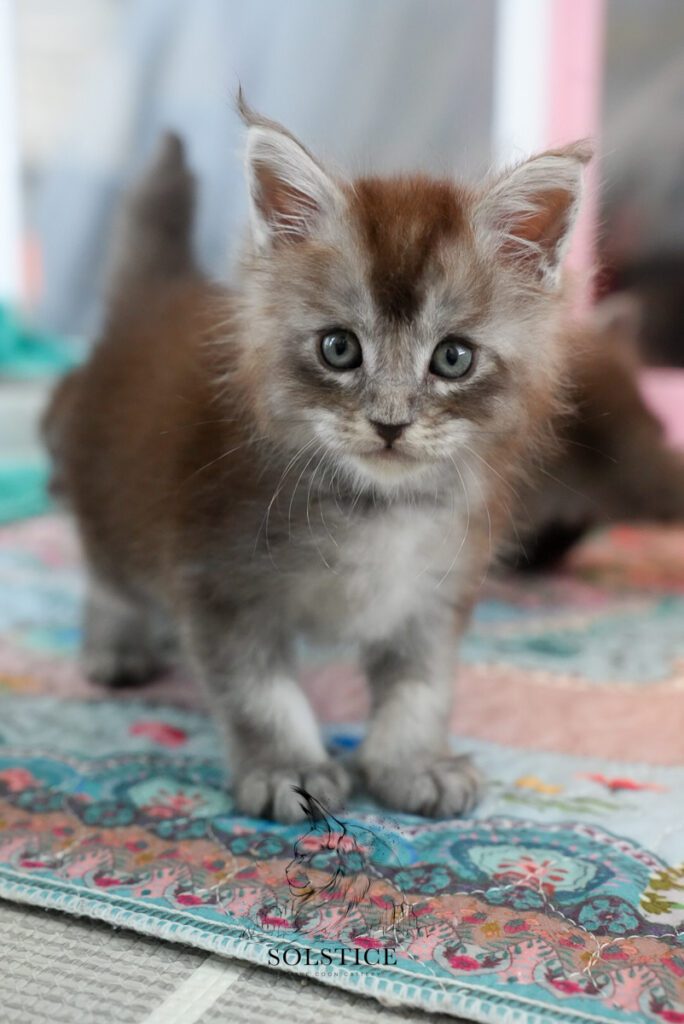 Tungsten, a five-week-old black smoke male Maine Coon kitten at Solstice Maine Coons in Arizona