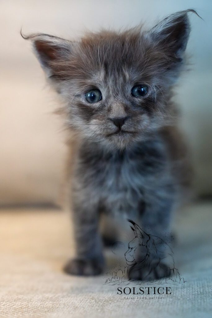 Xenon, a black smoke Maine Coon kitten at 4 weeks old