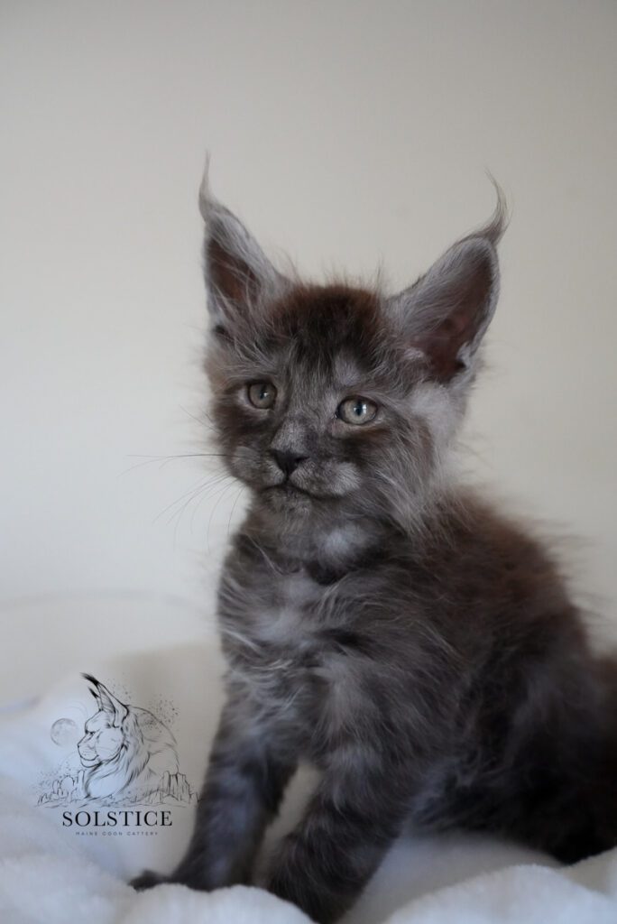 xenon black smoke maine coon kitten 7 week 11 Xenon, a black smoke Maine Coon kitten at 7 weeks old from Solstice Maine Coons in Arizona
