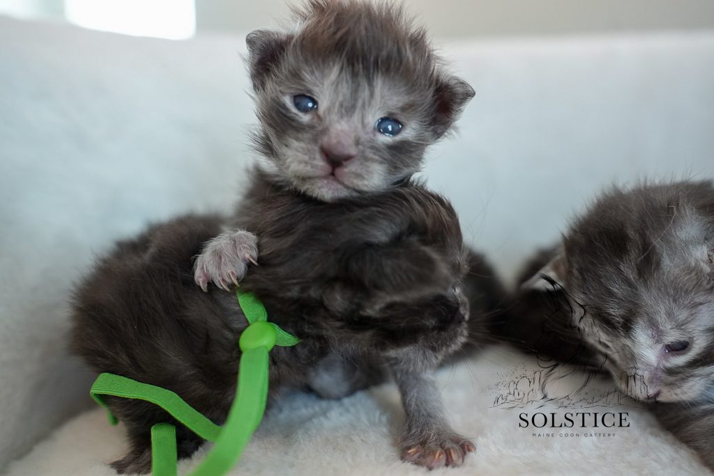 xenon black smoke maine coon kitten Xenon, a black smoke male Maine Coon kitten from the Elements Litter at Solstice Maine Coons in Arizona.