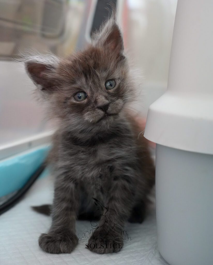Xenon, a five-week-old black smoke male Maine Coon kitten at Solstice Maine Coons in Arizona