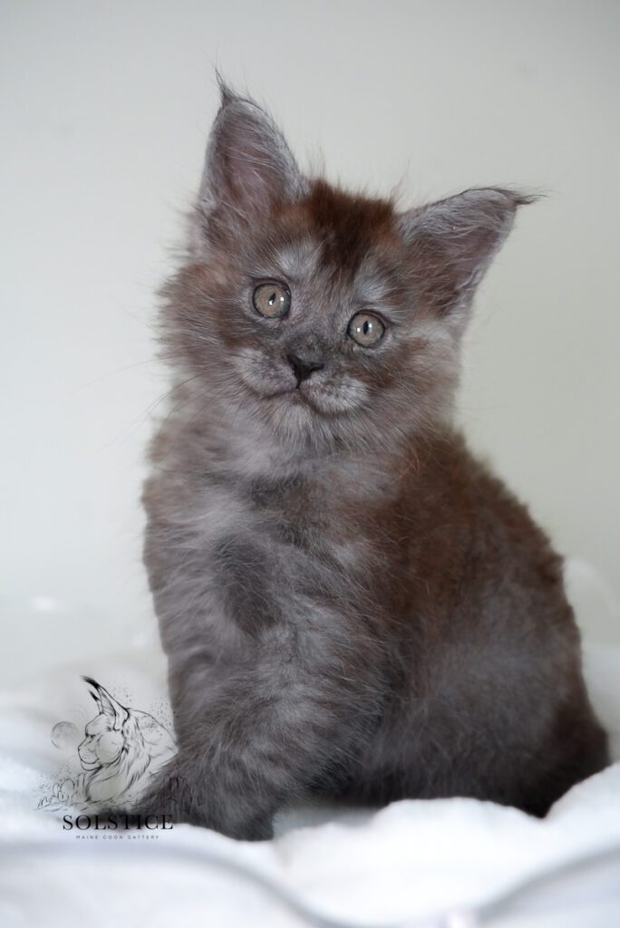 carbon black smoke maine coon kitten 7 weeks 2 Carbon, a black smoke Maine Coon kitten at 7 weeks old from Solstice Maine Coons in Arizona