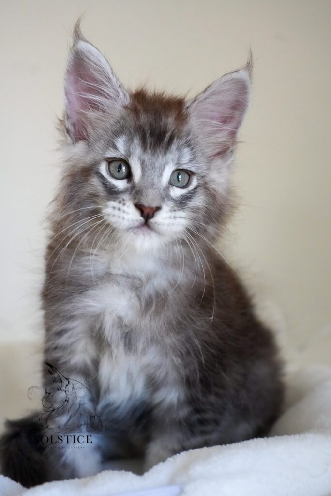 cobalt black silver tabby maine coon kitten 12 Cobalt, a black silver tabby Maine Coon kitten at 7 weeks old from Solstice Maine Coons in Arizona
