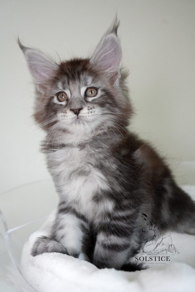 copper black silver tabby maine coon kitten 7 weeks 08 Copper, a black silver tabby Maine Coon kitten at 7 weeks old from Solstice Maine Coons in Arizona