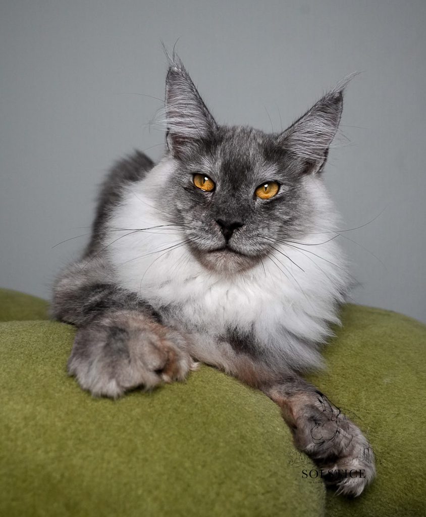 Gus, a polydactyl Maine Coon, showing his large mitten paws and extra toes