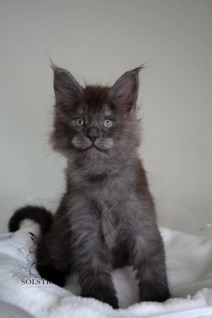 iridium black smoke maine coon kitten 7 week 09 Iridium, a black smoke Maine Coon kitten at 7 weeks old from Solstice Maine Coons in Arizona