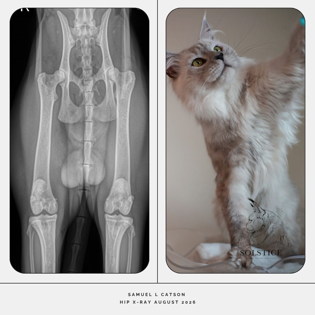 Maine Coon health testing with Samuel and his hip screening X-ray