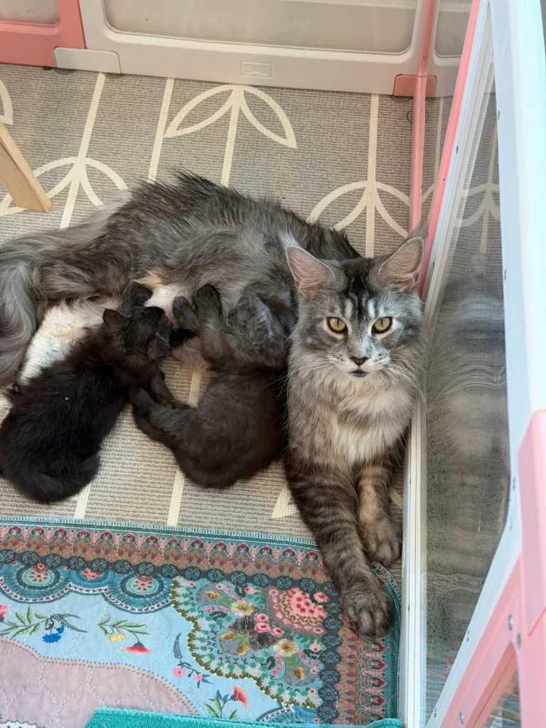Our Queens | Solstice Maine Coons maine coon queen with kittens solstice
