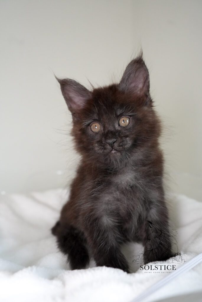 mercury black smoke maine coon kitten 7 weeks 04 Mercury, a black smoke Maine Coon kitten at 7 weeks old from Solstice Maine Coons in Arizona