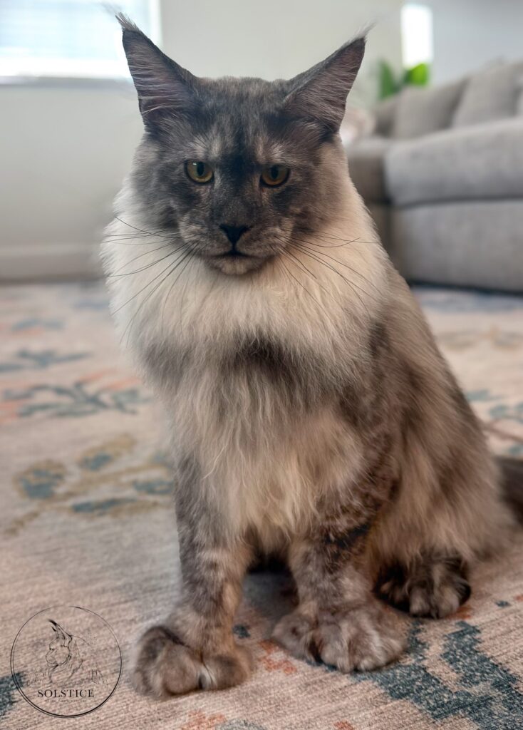 Gus, a polydactyl Maine Coon, showing the thumb-like extra digits of mitten paws