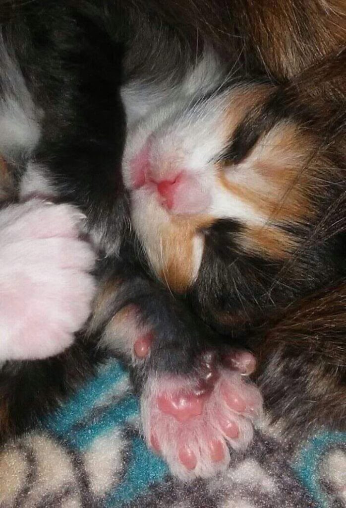 Underside of a polydactyl Maine Coon kitten’s patty paw showing multiple additional toes and paw pads
