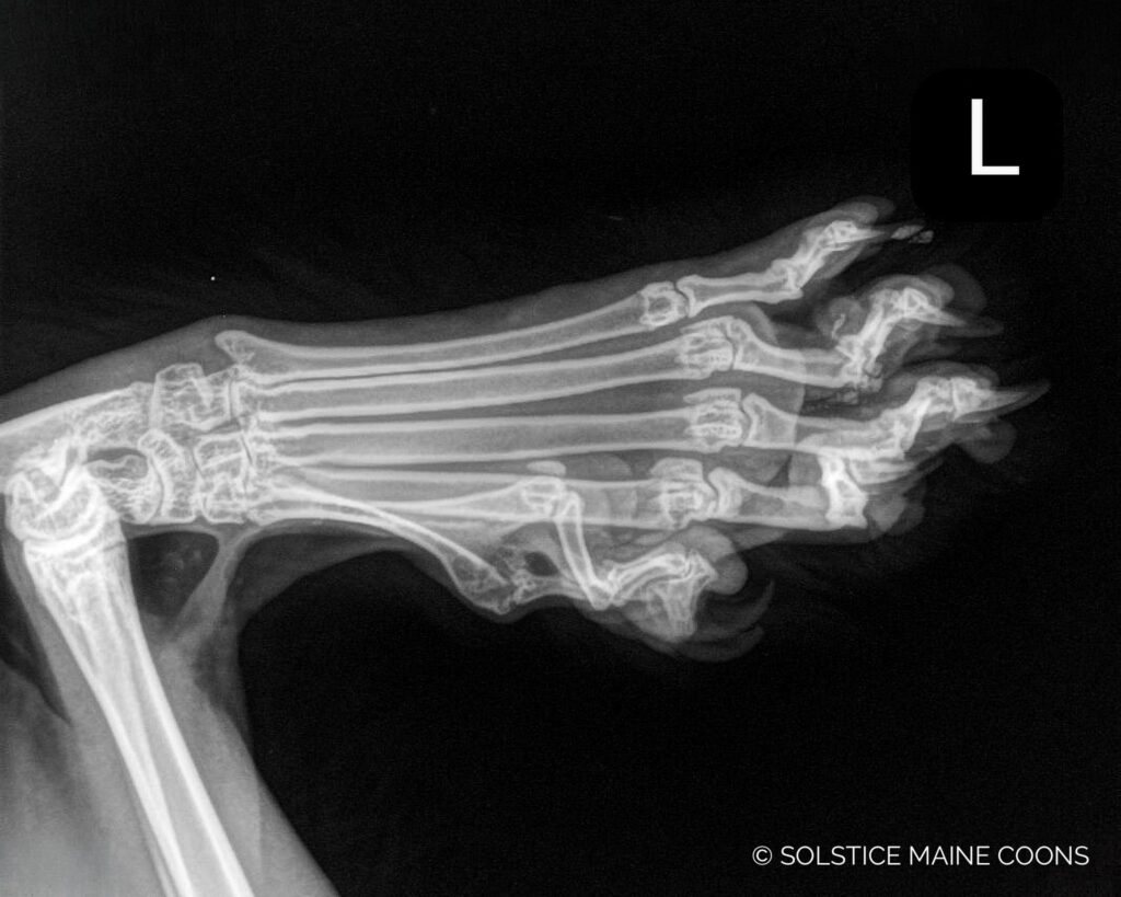 X-ray of Gus’s left polydactyl Maine Coon paw showing the skeletal structure of his extra digits