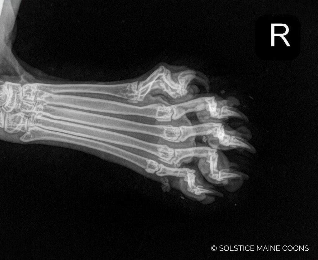 X-ray of Gus’s right polydactyl Maine Coon paw showing the skeletal structure of his extra digits