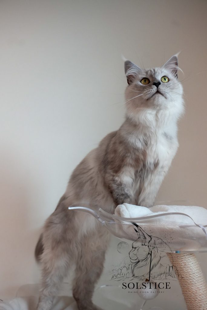 Samuel, a Maine Coon sire in the Solstice Maine Coons breeding program