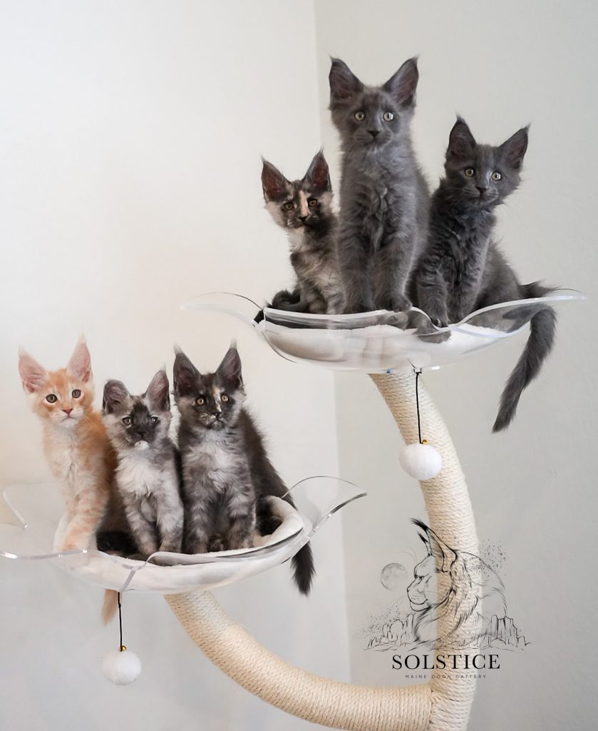 Solstice Maine Coon kitten raised in Queen Creek, Arizona