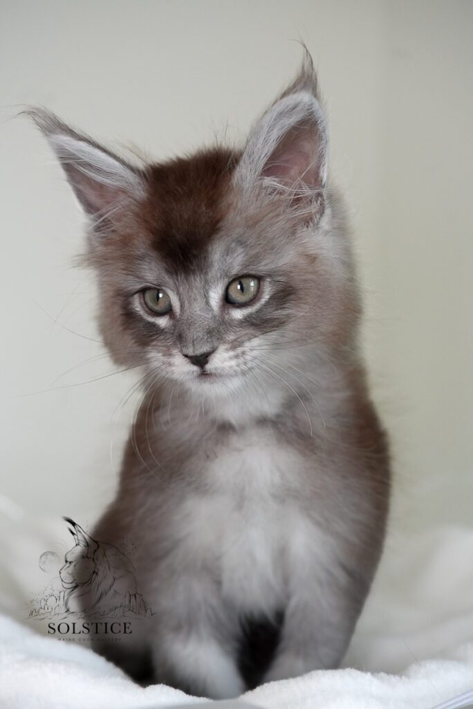tungsten black smoke maine coon kitten 7 weeks 06 Tungsten, a black smoke Maine Coon kitten at 7 weeks old from Solstice Maine Coons in Arizona