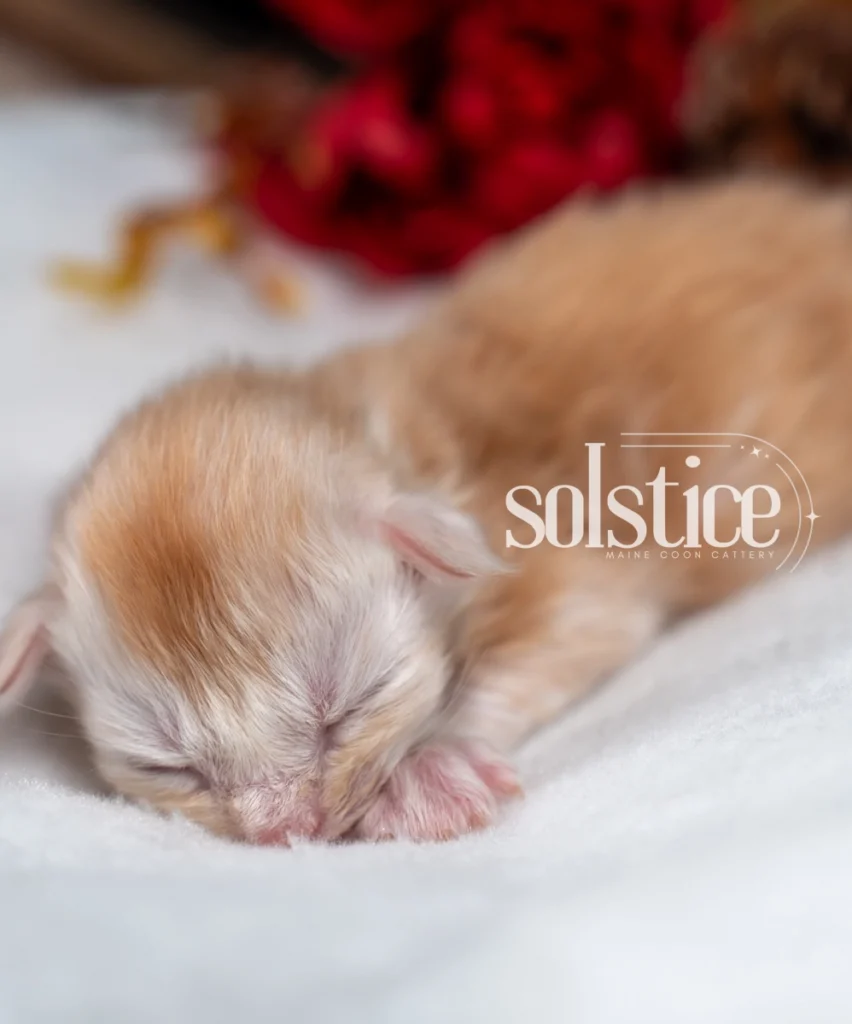 Bobbie, a one-week-old red smoke polydactyl Maine Coon male kitten sleeping on a soft white blanket at Solstice Maine Coons in Arizona.