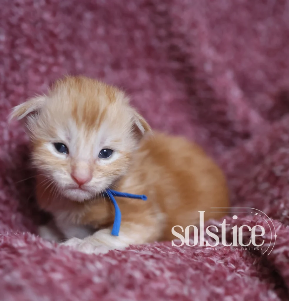 cocoa red silver maine coon female kitten 2 weeks Cocoa, a two-week-old red silver Maine Coon female kitten with blue ribbon, resting on a soft pink blanket.