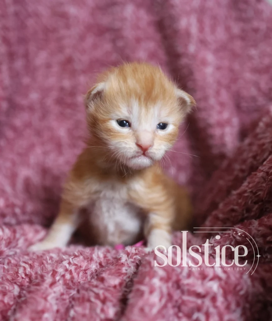 cookie red silver maine coon female kitten 2 weeks Cookie, a two-week-old red silver Maine Coon female kitten with soft fluffy fur and newly opened eyes.