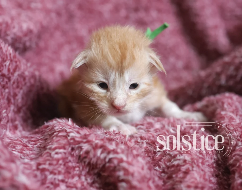 Fudge, a two-week-old red silver Maine Coon male kitten with newly opened eyes, photographed at Solstice Maine Coons in Arizona.