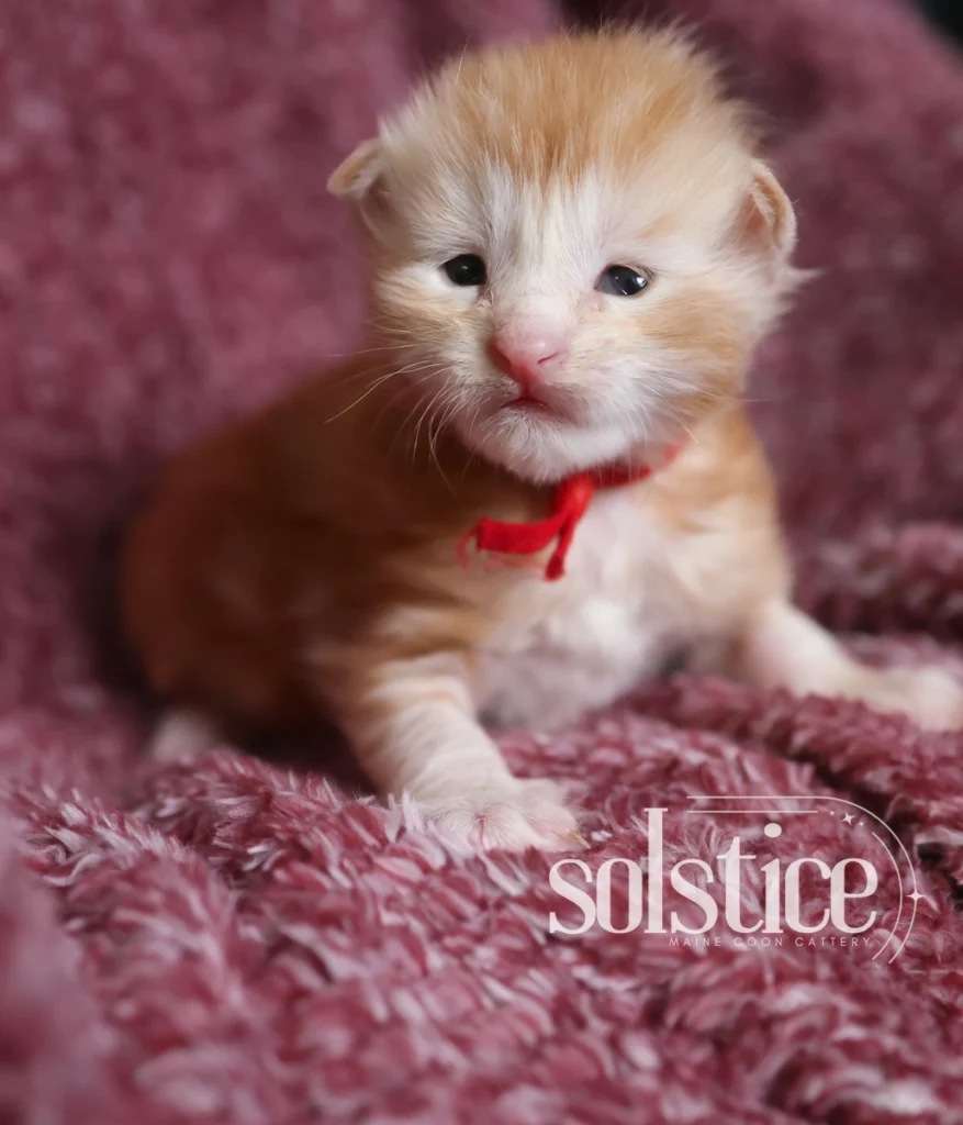 gingersnap red silver maine coon female kitten 2 weeks Gingersnap, a two-week-old red silver Maine Coon female kitten wearing a red ribbon, photographed against a pink blanket.