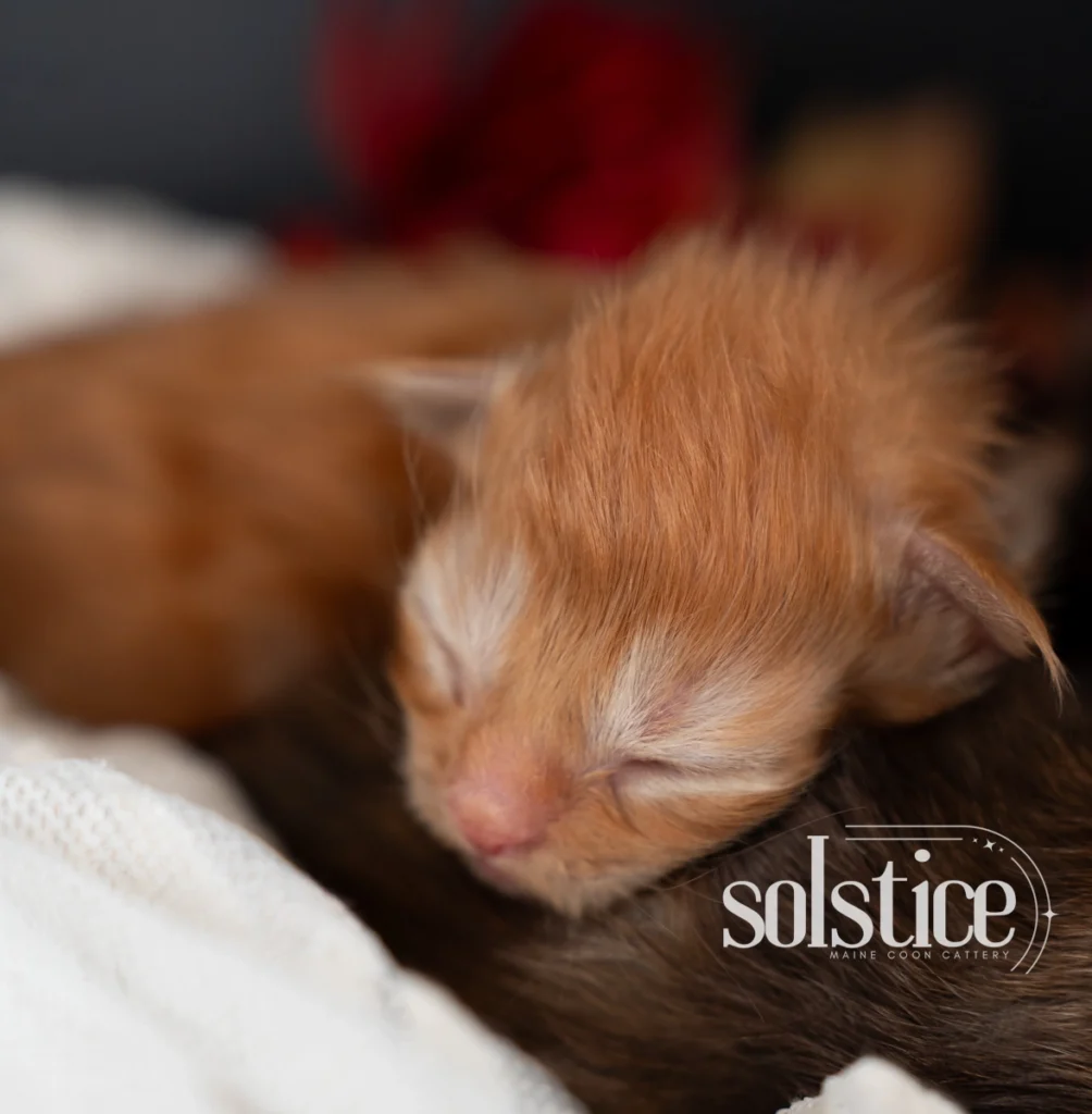 Junior, a one-week-old red smoke polydactyl Maine Coon male kitten sleeping against his sibling, photographed at Solstice Maine Coons in Arizona.