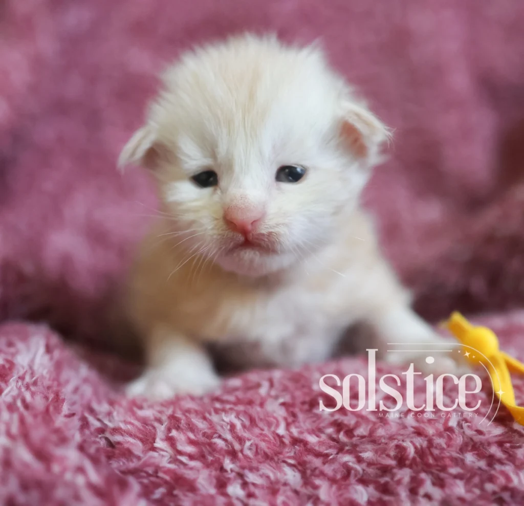 marshmallow red silver maine coon kitten 2 weeks solstice Marshmallow, a two-week-old red silver Maine Coon kitten from the Sugar Rush litter at Solstice Maine Coons in Arizona.