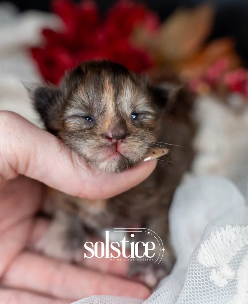 Meadow, a one-week-old black tortie polydactyl Maine Coon female kitten with orange facial markings, raised at Solstice Maine Coons in Arizona.