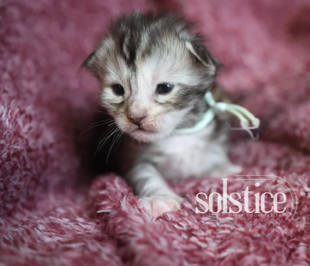 peppermint black silver torbie maine coon kitten 2 weeks Peppermint, a two-week-old black silver torbie Maine Coon female kitten wearing a mint ribbon at Solstice Maine Coons.