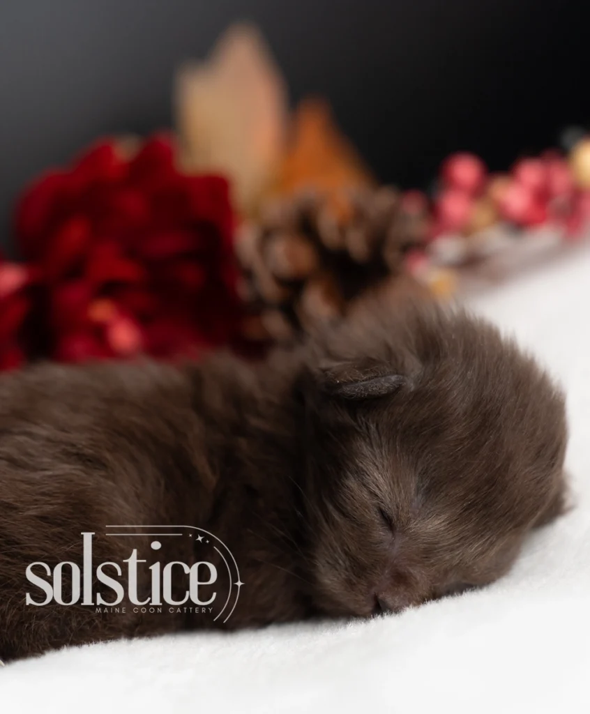Silvio, a one-week-old black polydactyl Maine Coon male kitten sleeping curled up on a white blanket at Solstice Maine Coons in Arizona.