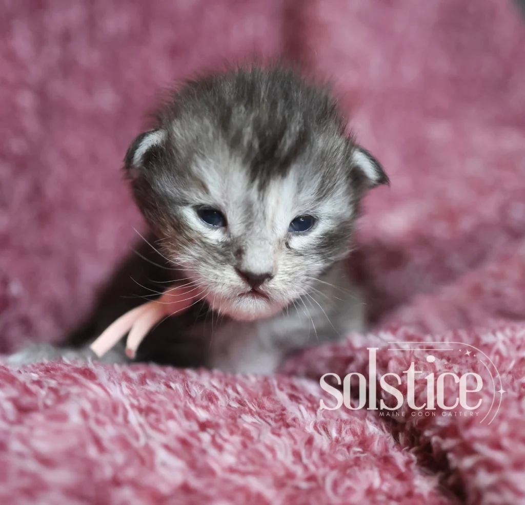 sugarplum black silver torbie maine coon female 2 weeks Sugarplum, a two-week-old black silver torbie Maine Coon female kitten with delicate silver markings.